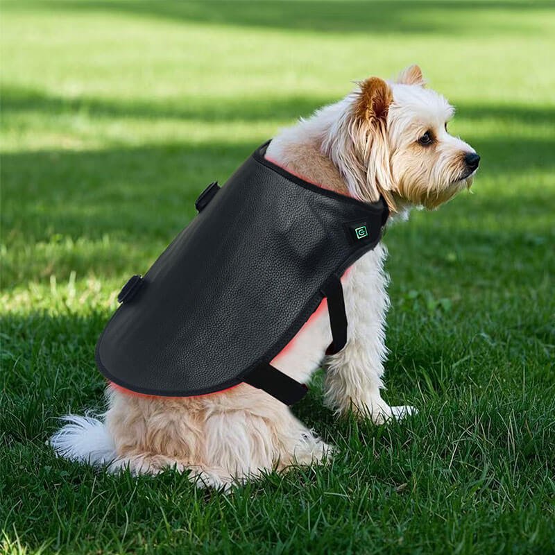 Wearable Red Light Therapy Device for Pets - Image 6