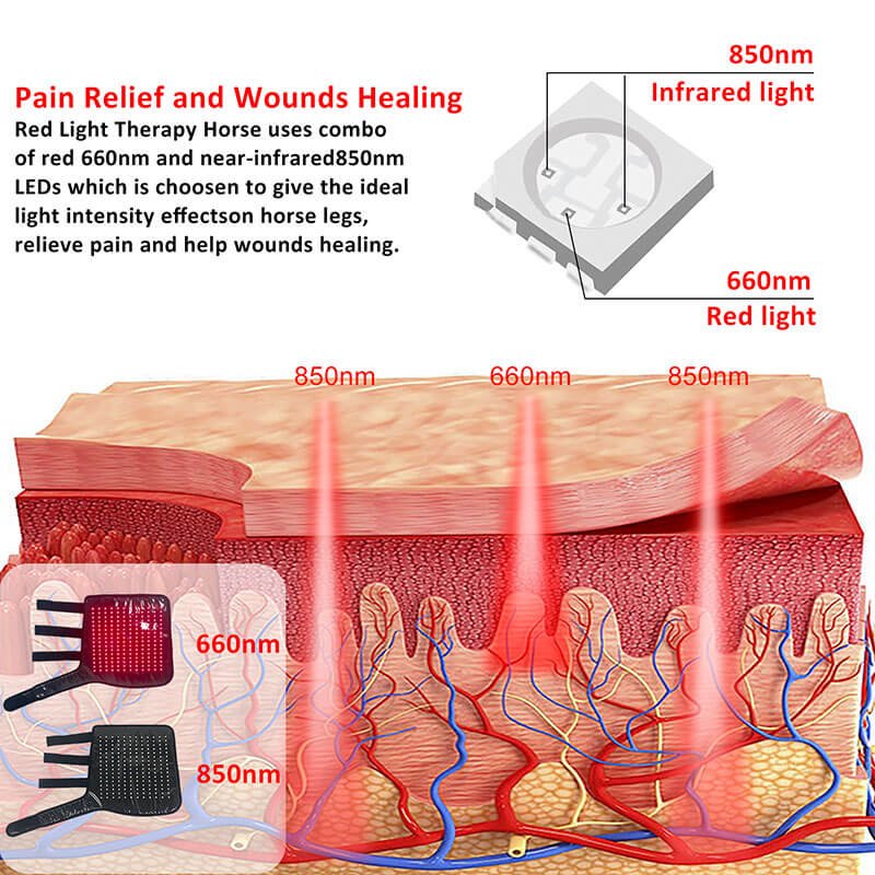 35×35cm Horse Leg Red Light Therapy Device with 192 LEDs Manufacturer - Image 5